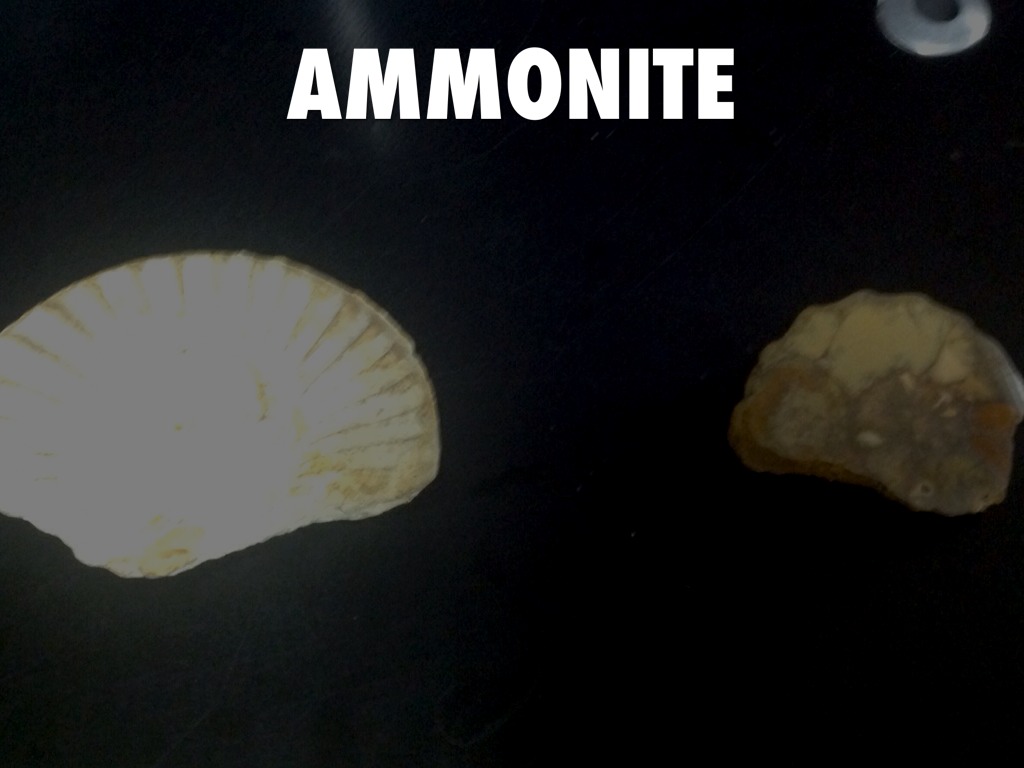 Fossils