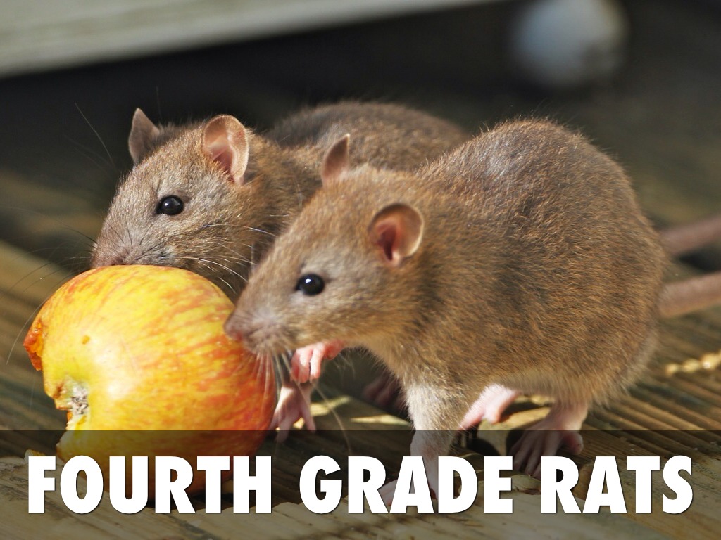 Fourth Grade Rats