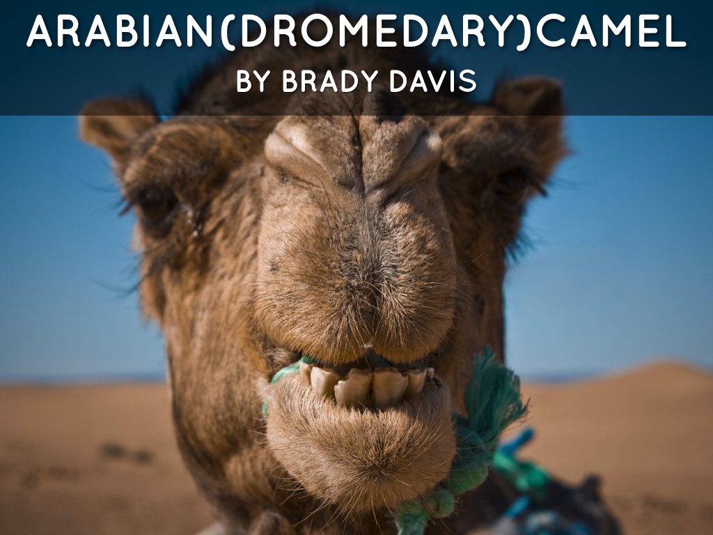 Arabian Camels