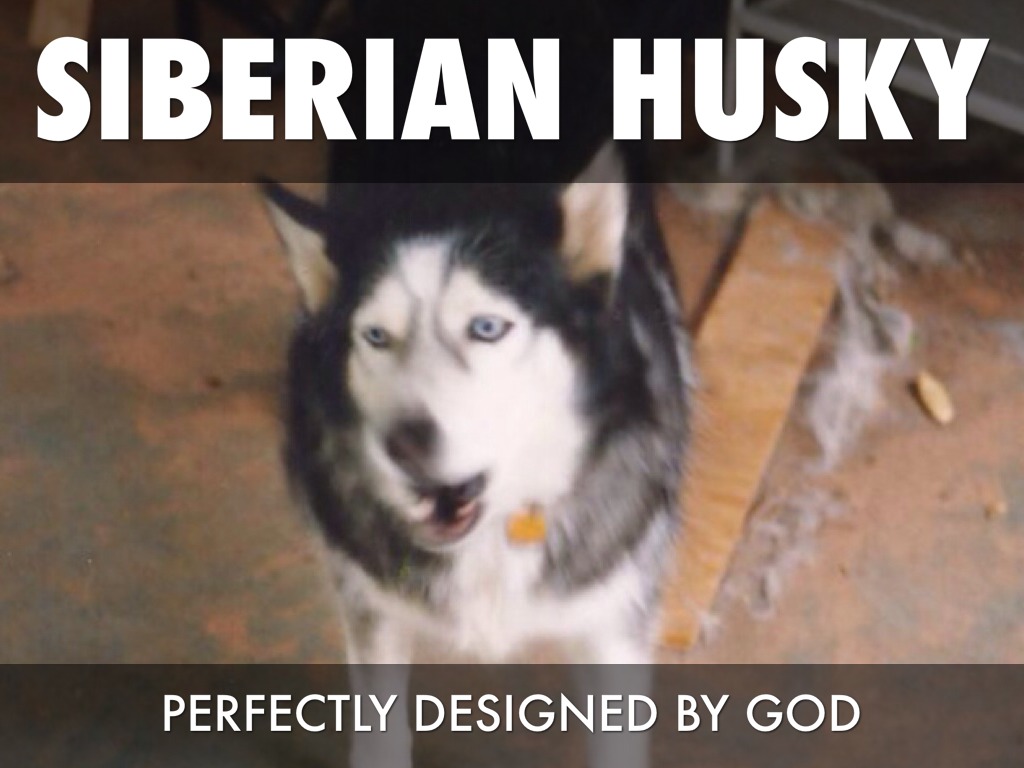 siberian husky