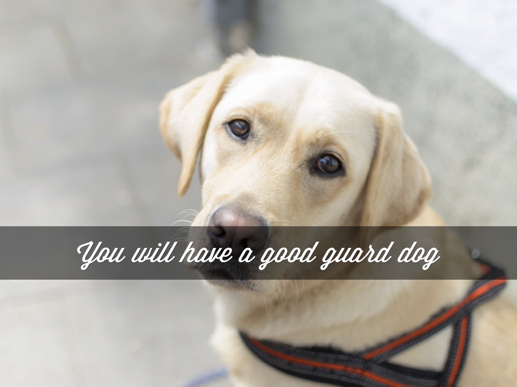 Why We Should Get A Dog 2 by Will The Thrill