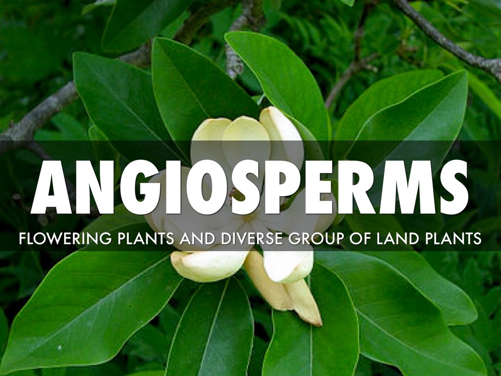 Angiosperms + Gymnosperms