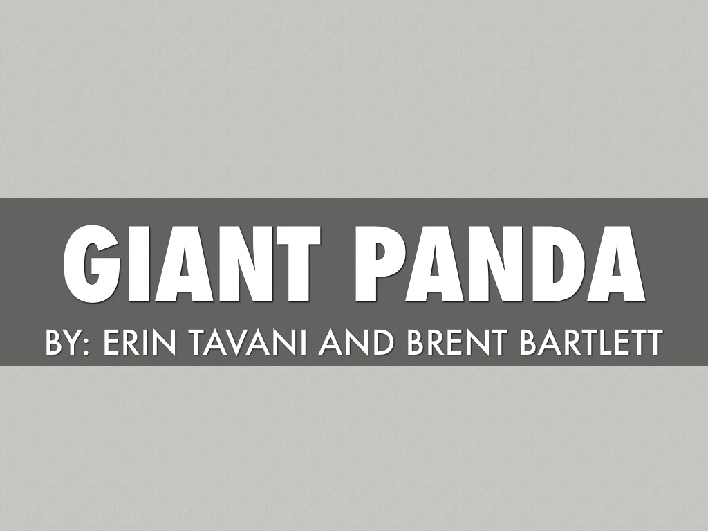 Giant Panda