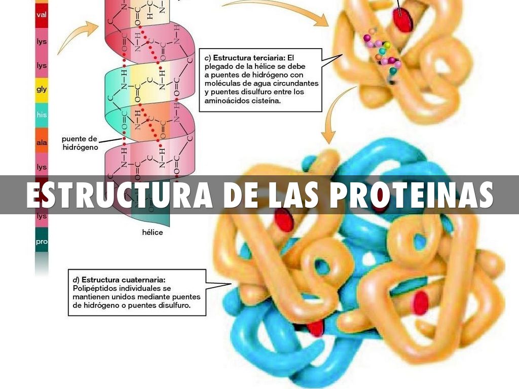 Estructura De Las Proteinas Proteinas Bioquimica Proteinas Quimica Images My Xxx Hot Girl 3299