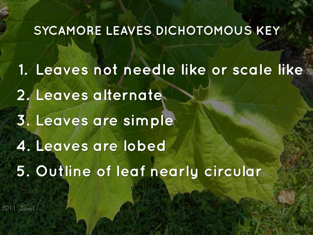 Haiku Deck In Action by Daniel Napolitan