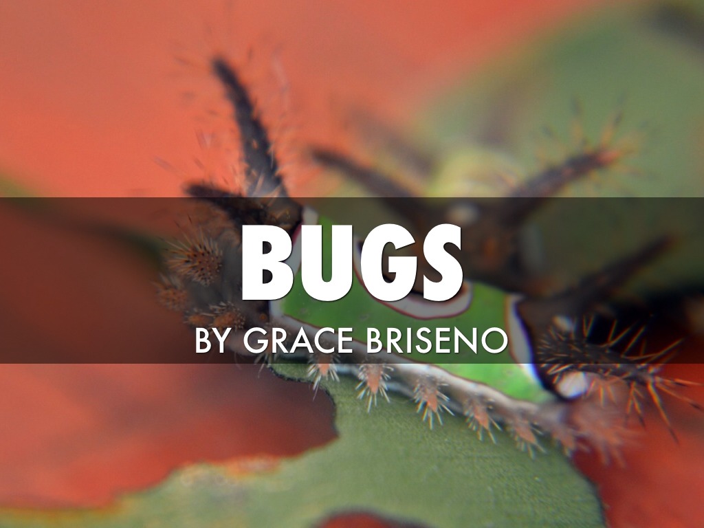 Bugs