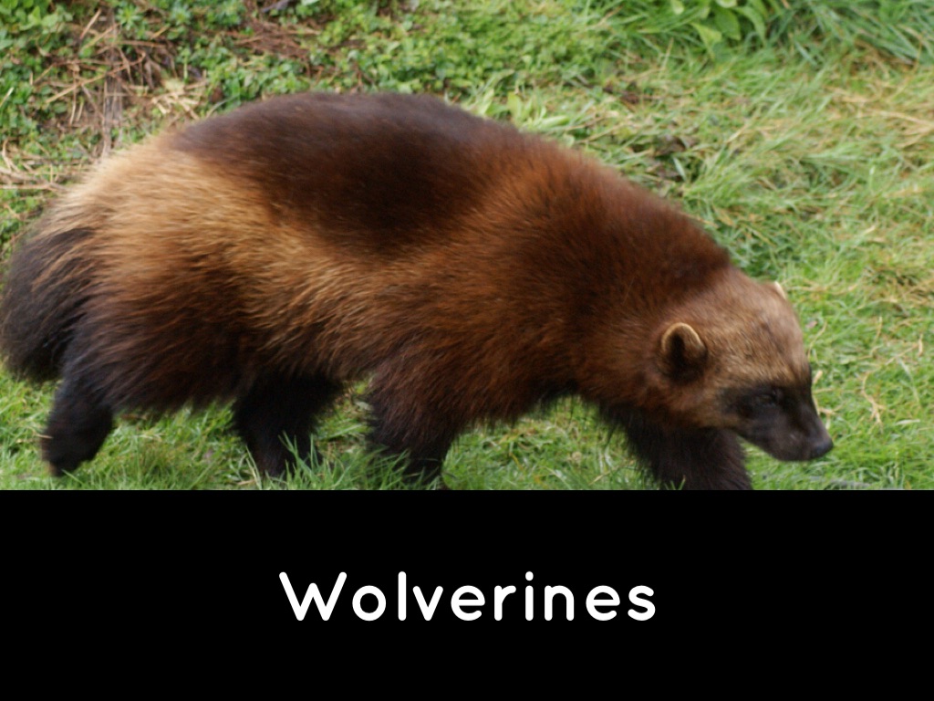 Wolverines by Ty Beyer