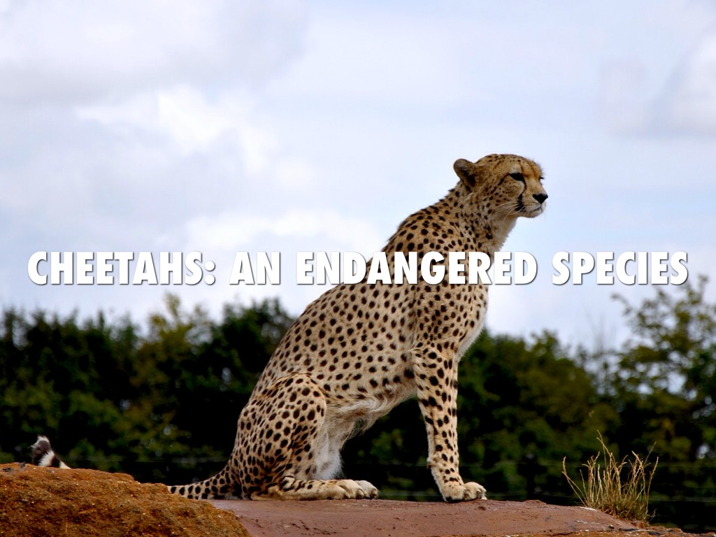 Cheetah: An Endangered Species