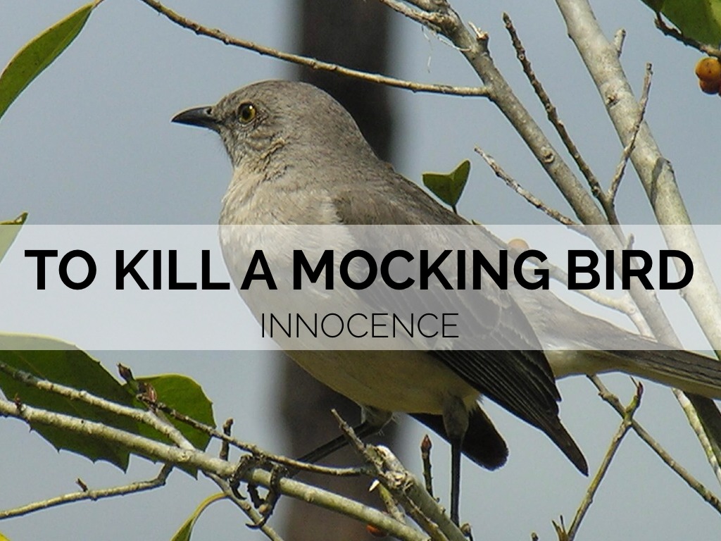 TKAM Innocence Kevin Lynch