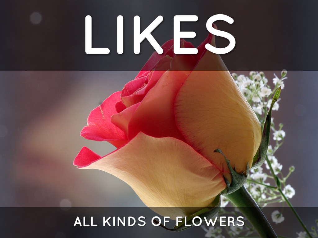 Raina's Presentation