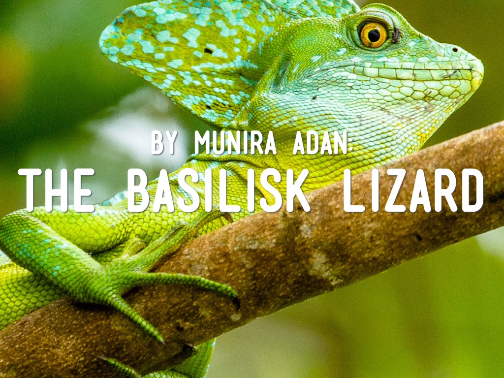 walk on the wet side 