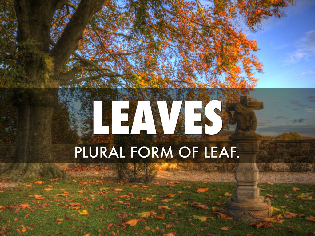 Spelling Words,Week 5 by sjegede