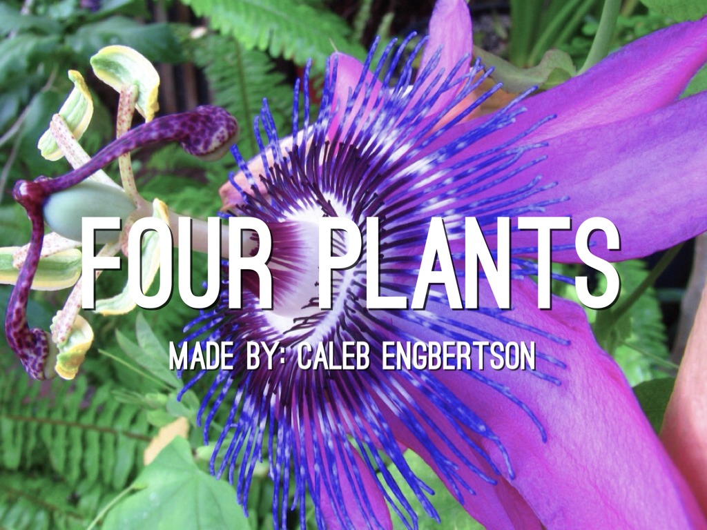 Four Plants