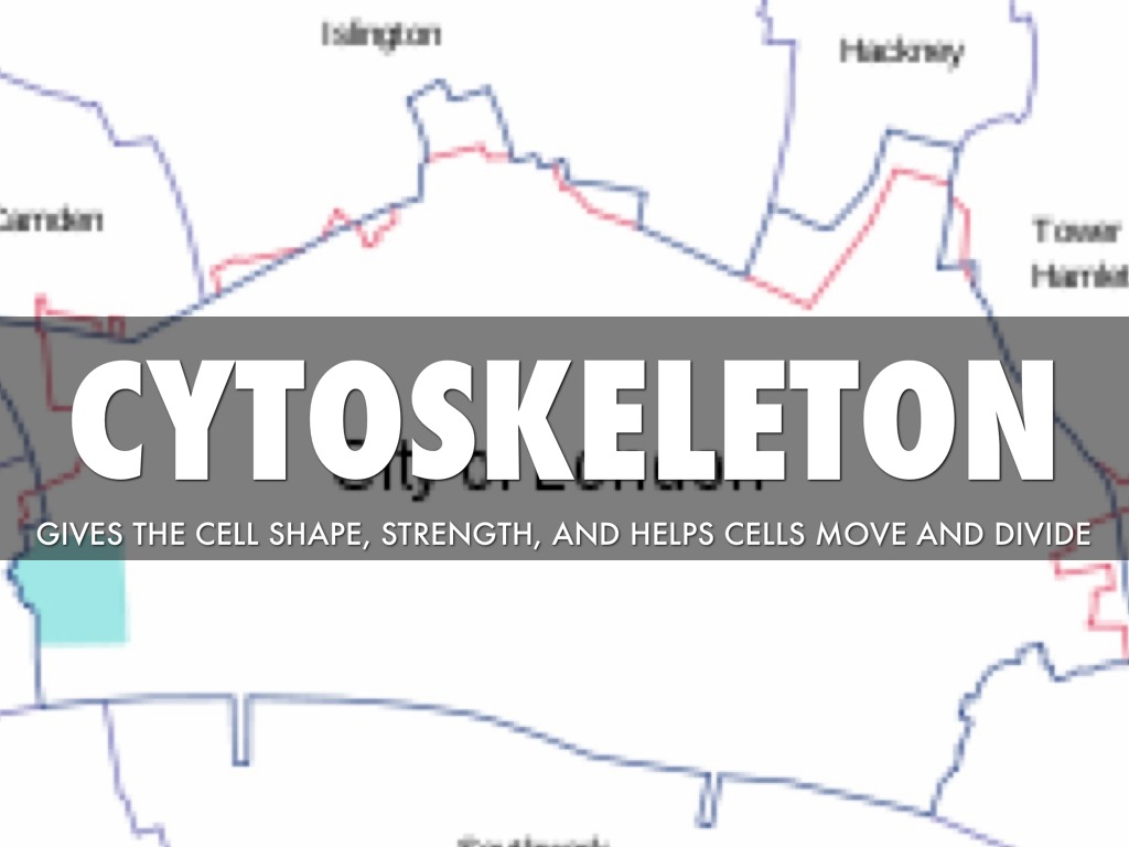 The Cell Is Like A City Felix Contreras Period 5
