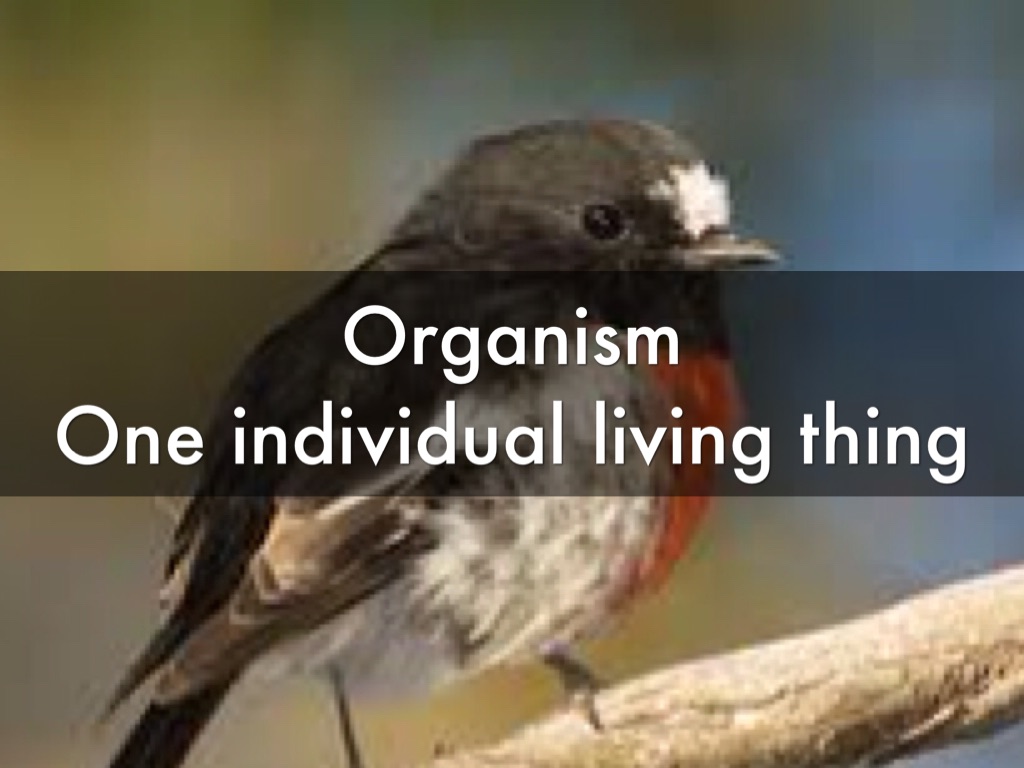 Levels of Organization In The Environment 