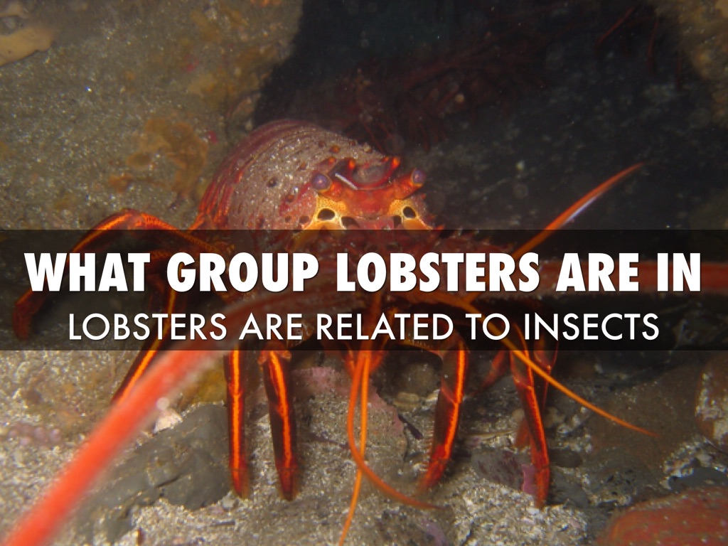 Lobster by Kim Broadhead