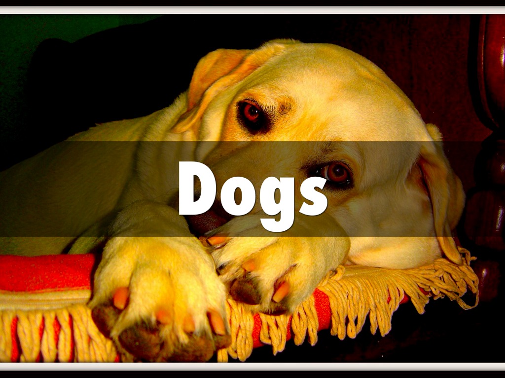 Dogs