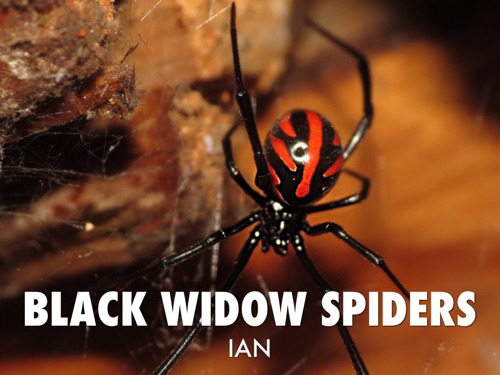 Black Widows