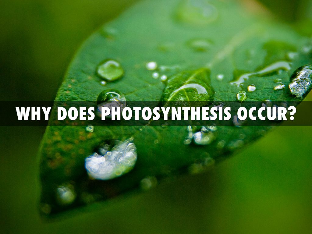 Photosynthesis by Cara Dong