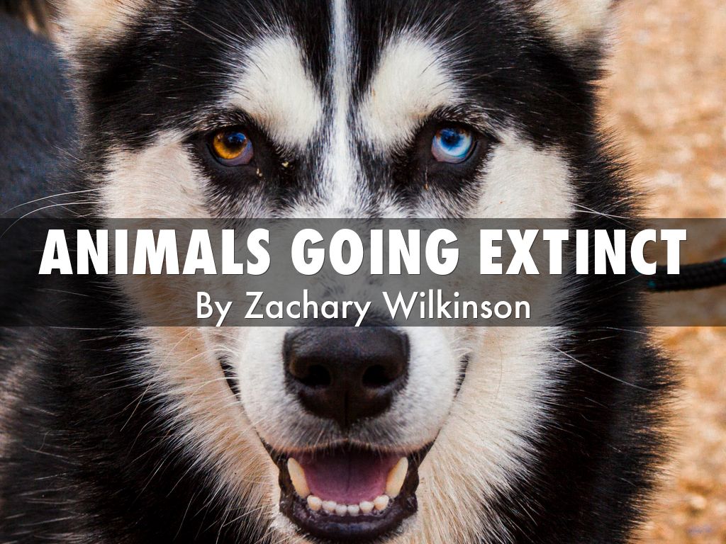 animals-going-extinct-by-zachary-wilkinson