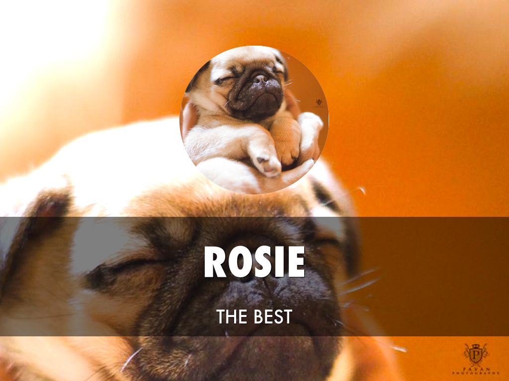 Rosie The Pug