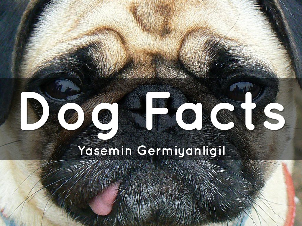 Dog Facts