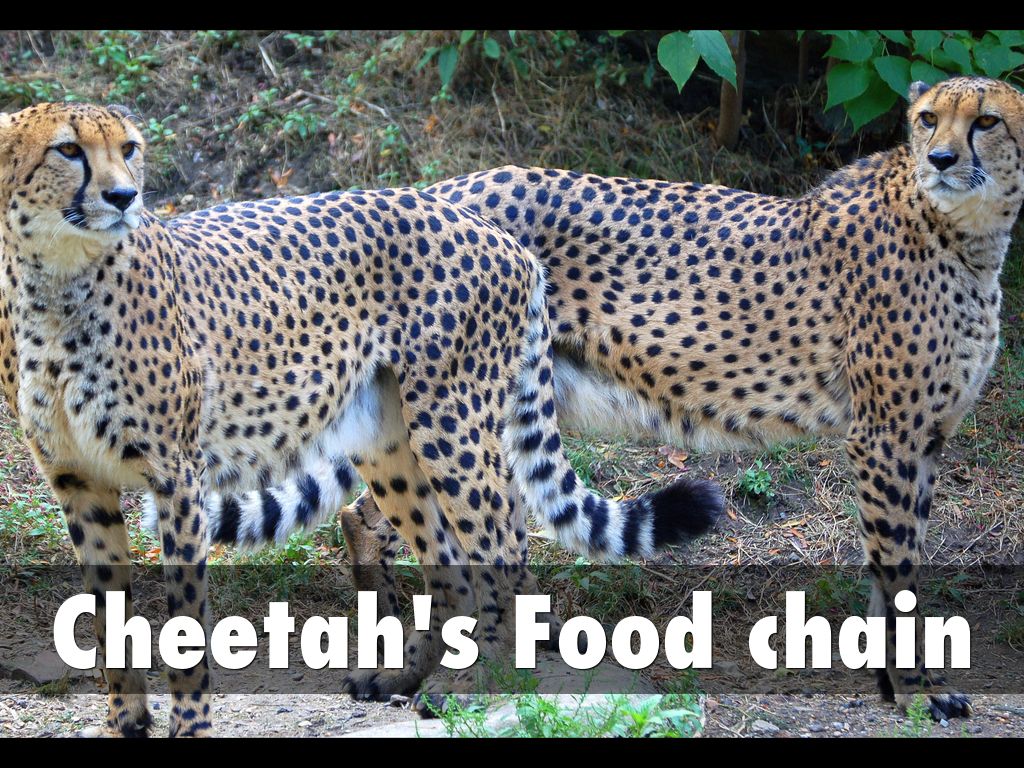 Cheetah's Food chain by Kelsea Burke