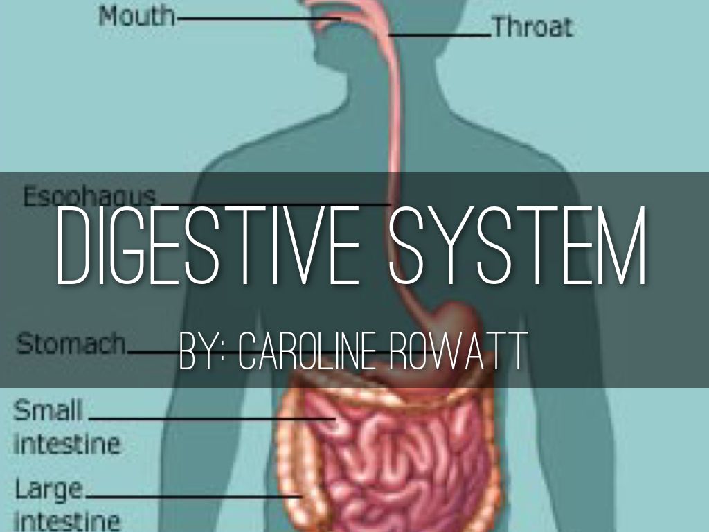 Digestive System