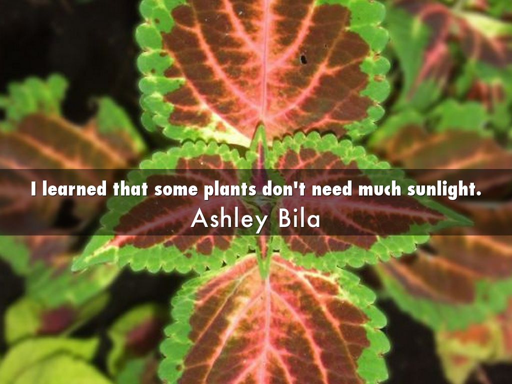 Plants That Do Not Need Much Sunlight | plants that don t need much sun plants that don t need much sun 100 plants that don t need Plants That Do Not Need Much Sunlight | plants that don t need much sun plants that don t need much sun 100 plants that don t need