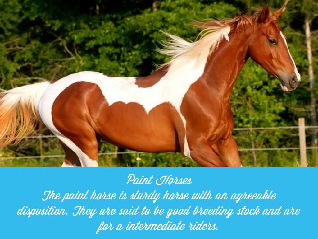Most popular horse breeds in America by tplomeg