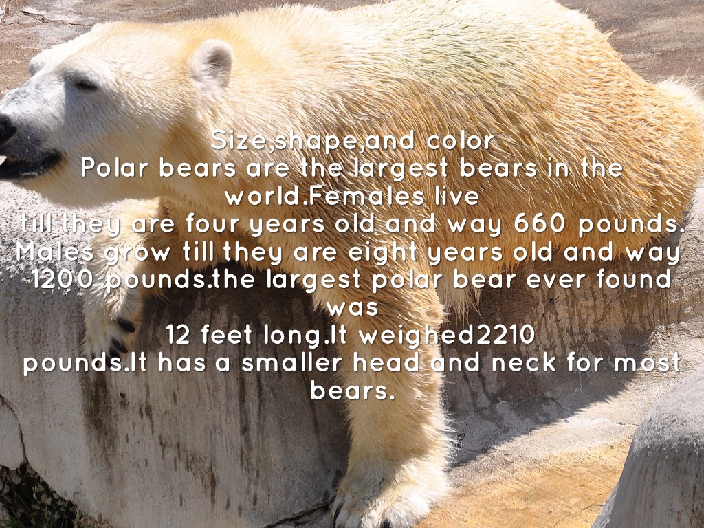 Polar Bears by Andrew G