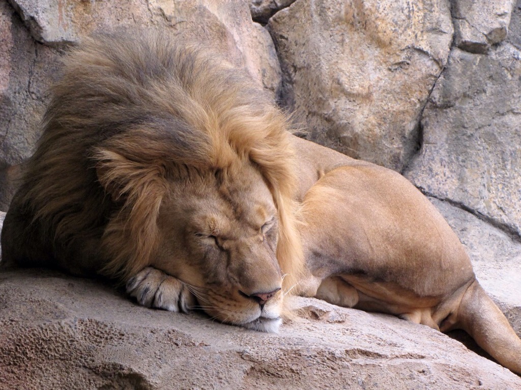 Daniel & Lion's Den by Ernest Vijayasenan