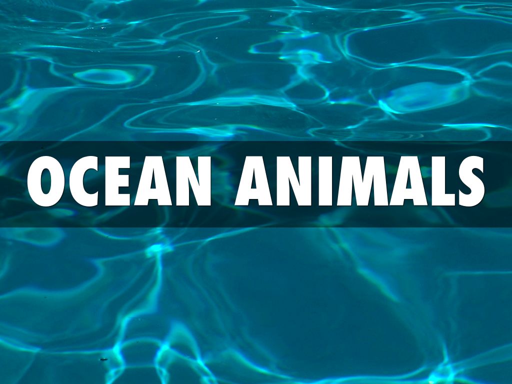 Ocean Animals