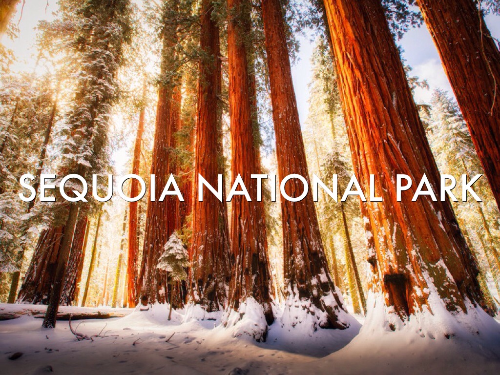 Sequoia National Park