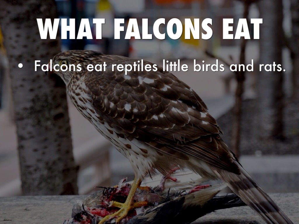 Falcon by Carlos Alvarado