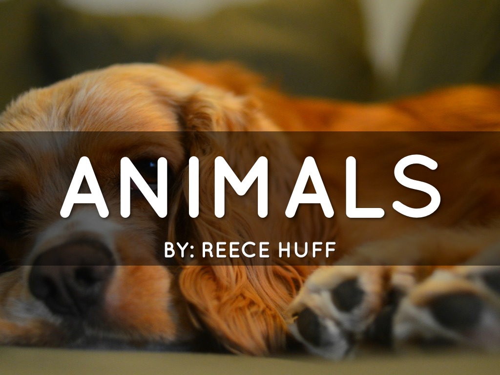 Animals