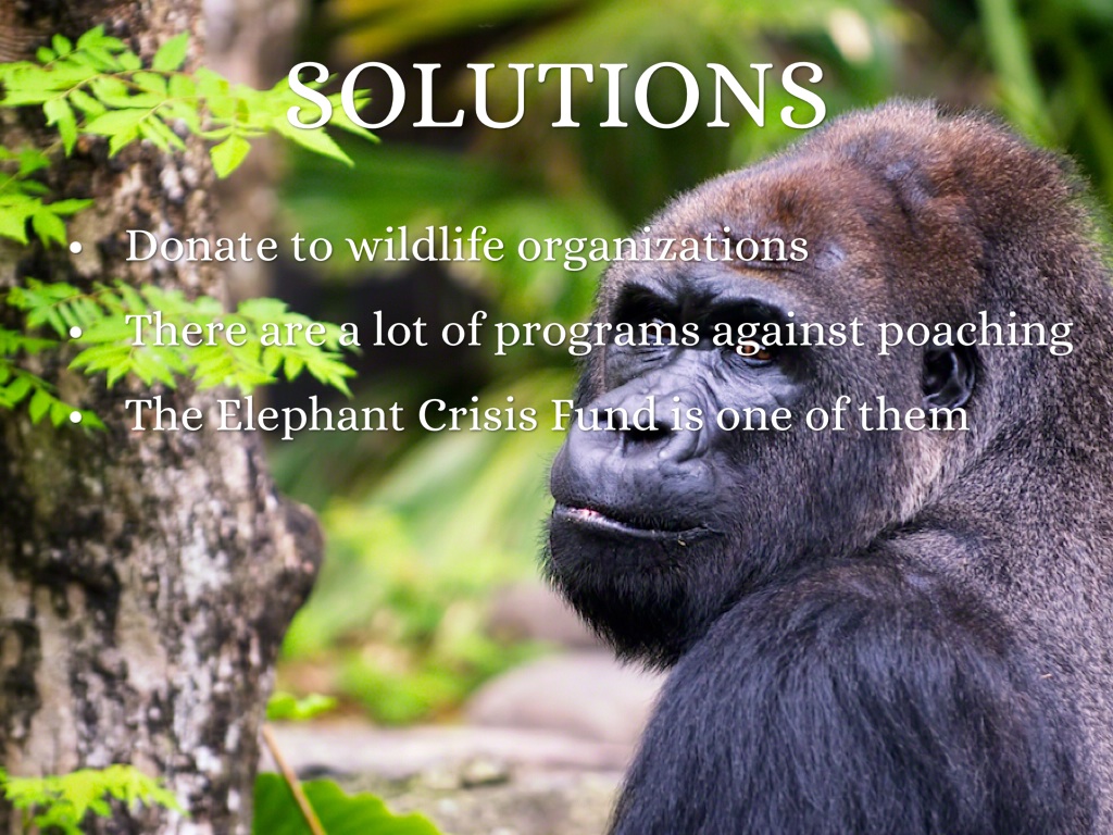 Hunting and Poaching by media12