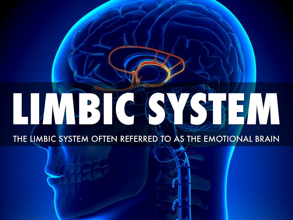 Image result for the limbic brain
