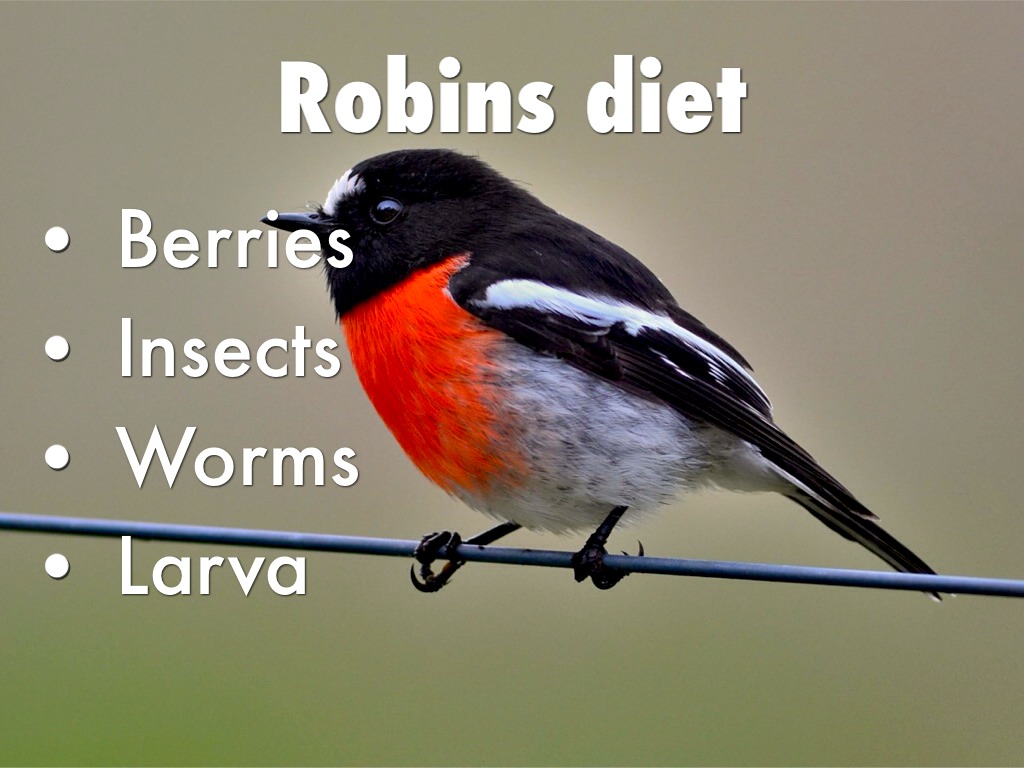 Diets For Birds by Tracie French