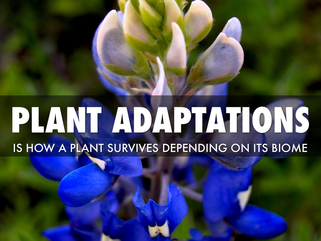 Plant Adaptations