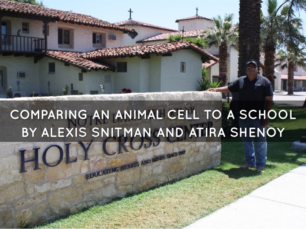 Cell Compared To A School