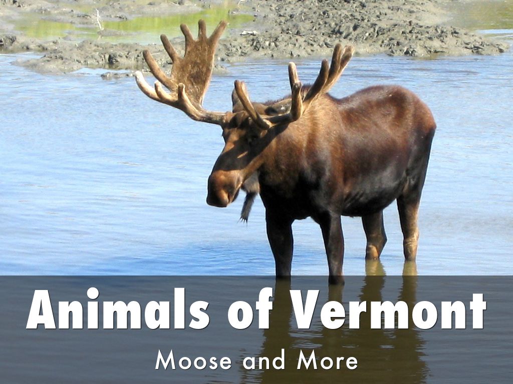 Animals of Vermont