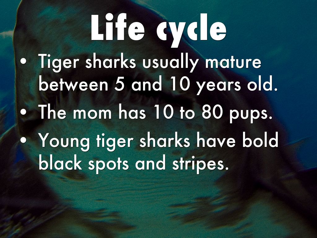 Tiger Shark Life Cycle