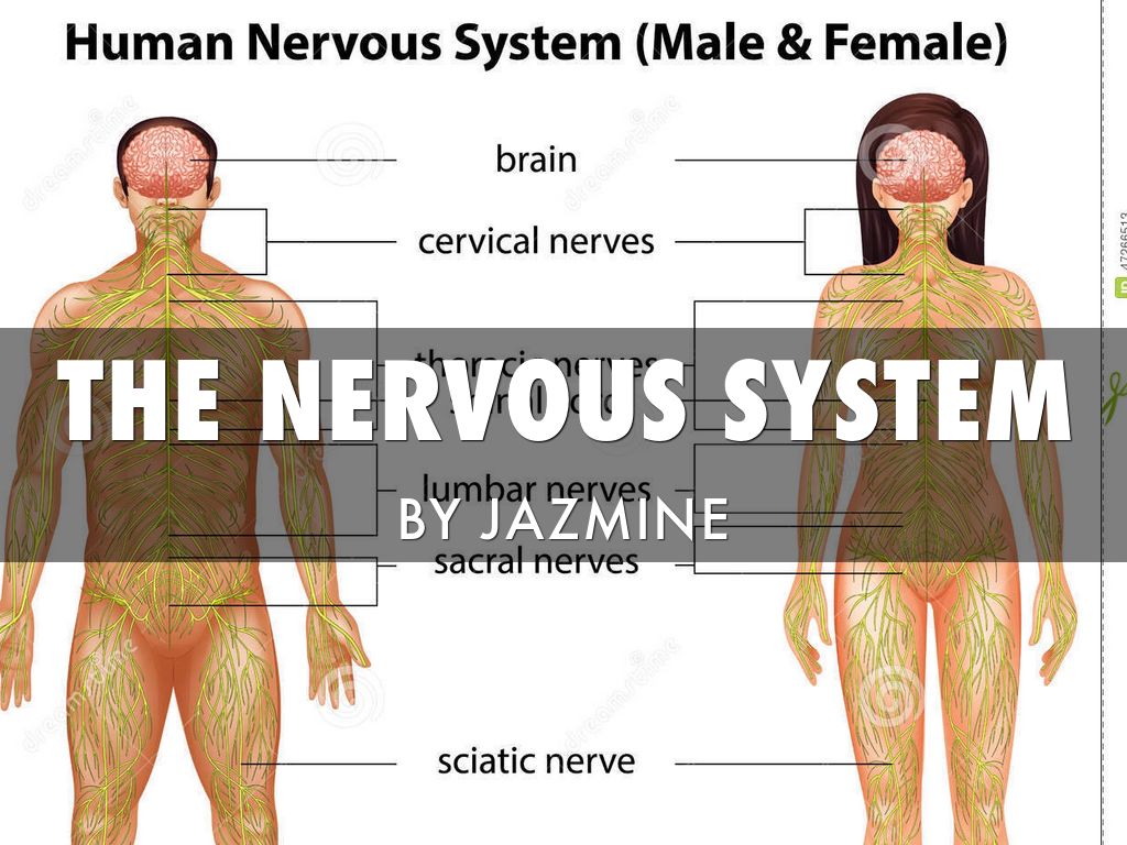 The Nervous System 