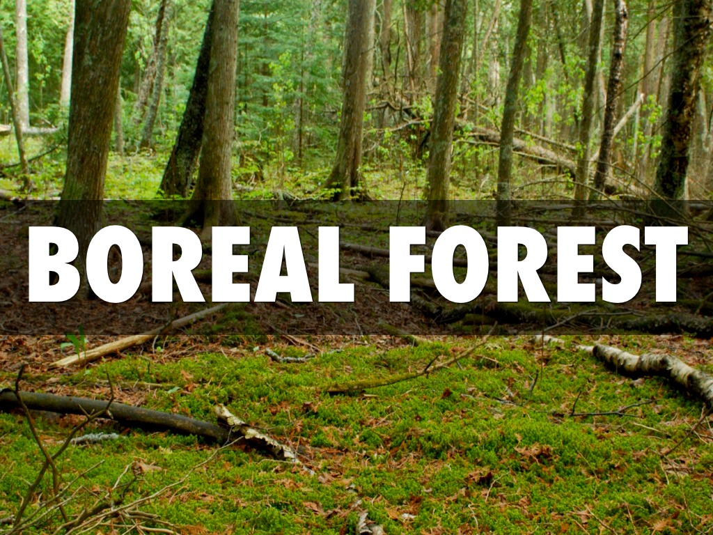 Boreal Forest