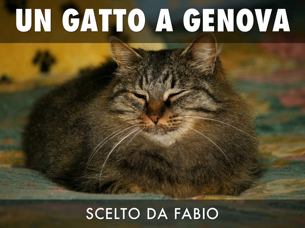 Un Gatto Ha Genova