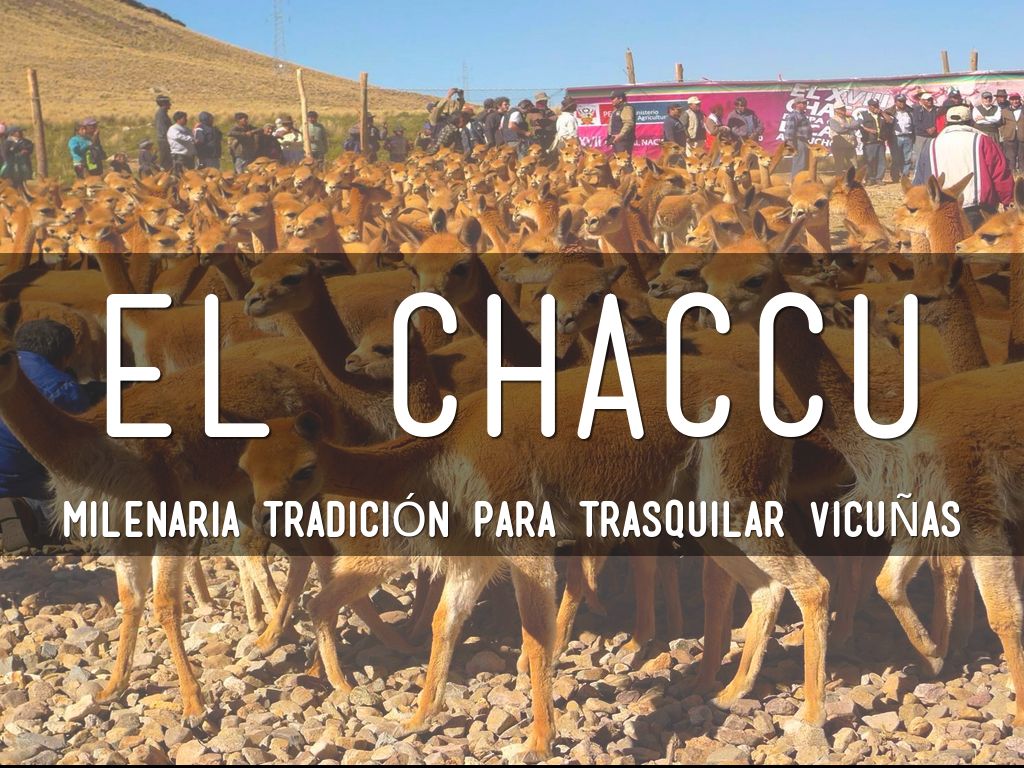 EL CHACCU