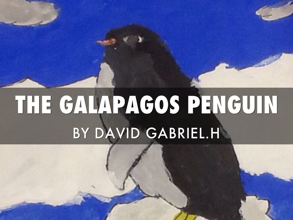 Endangered Animal Project