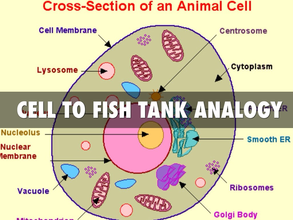 plant cell city analogy project