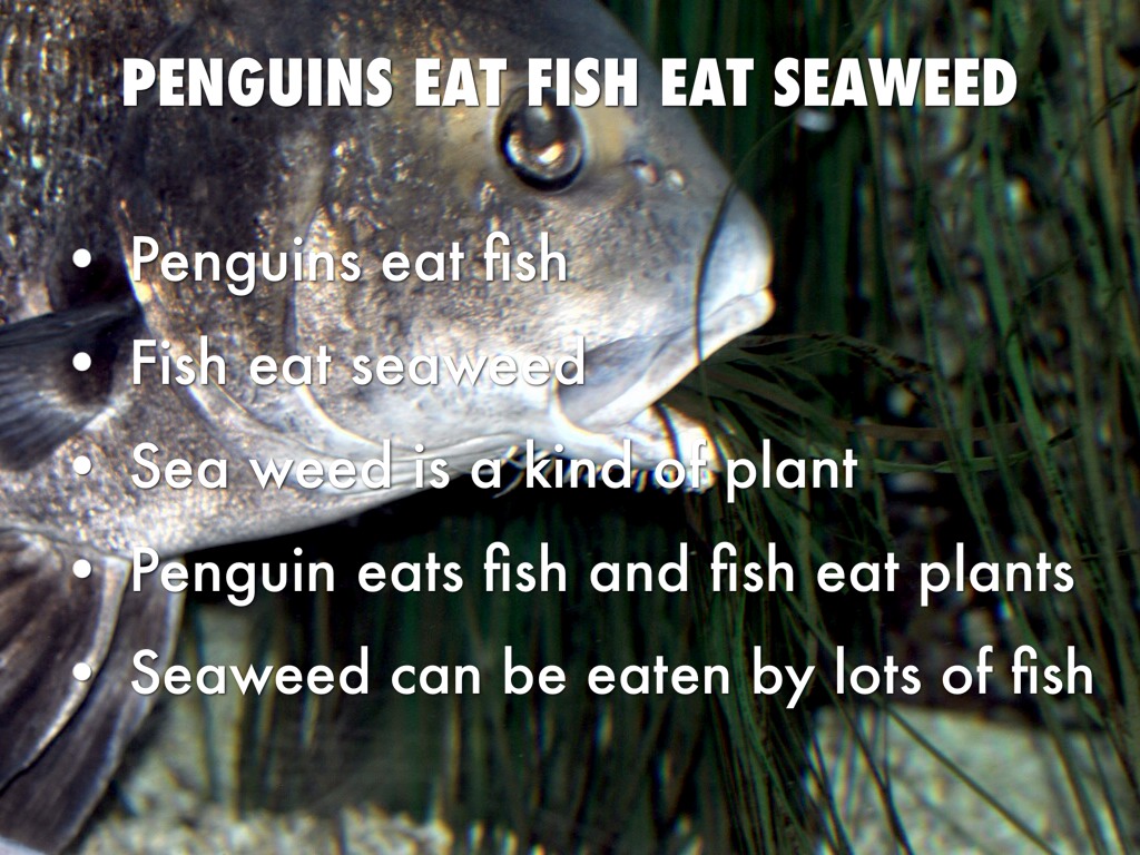 All About Penguins By Mikayla Jones by Jenny Jehnzen